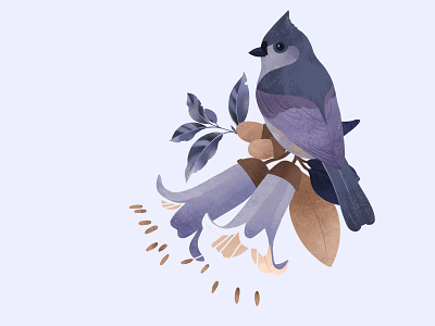 Crested Tit Illustration