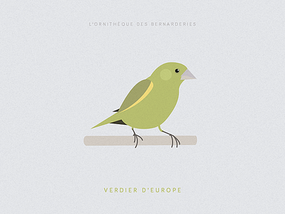 Le verdier d'Europe bird illustration poster