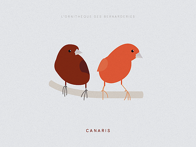 Canaris bird illustration poster