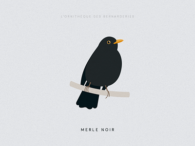 Le merle noir bird illustration poster