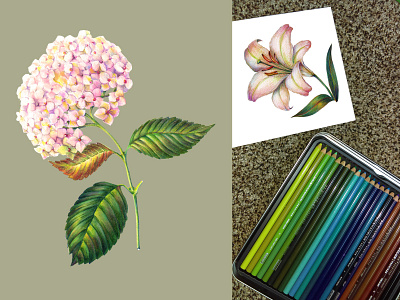 Flowers colored pencils. art bouquets card color decor design flowers greeting handiwork holiday illustration pencil