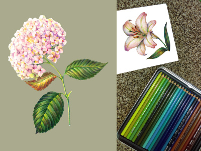 Flowers colored pencils.