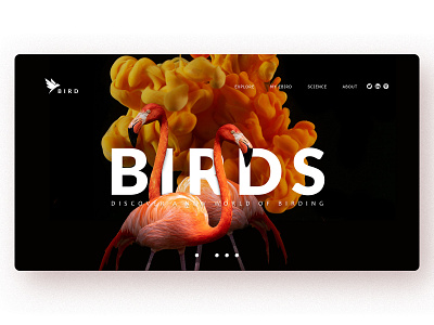 Birds Index Ui Design