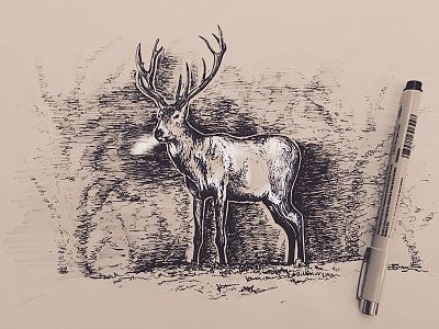 Quick Sketch buck sketch deer sketch jordan fretz design micron sketch