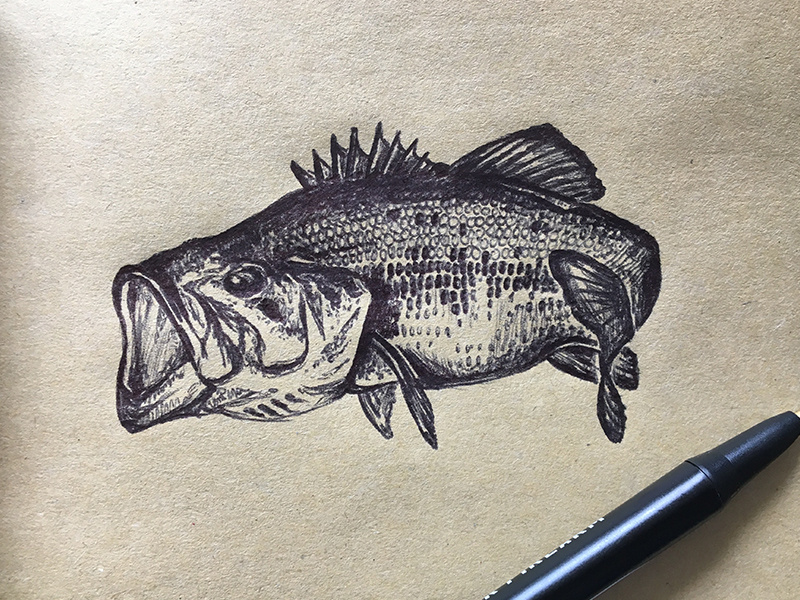 If you can't catch 'em, draw 'em. pen illustration fish illustration bass illustration bass