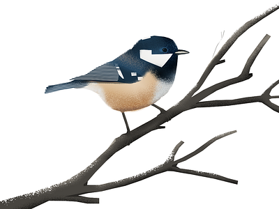 Coal tit bird bird illustration illustration sikorka sosnówka