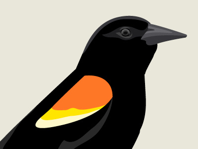 Redwing Blackbird bird vector