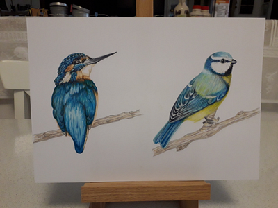 European birds 🐦 blue birds chickadee cinciarella drawing birds european birds kingfish martin pescatore