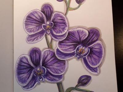 Violet orchid colored pencils copic markers copics orchid violet
