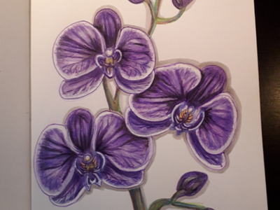 Violet orchid