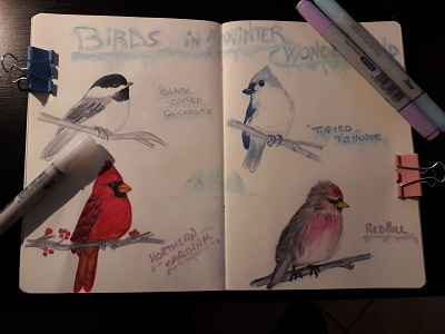 Winter Birds birds colored pencils copic markers copics illustration sketches winter birds