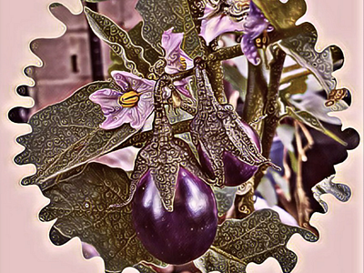 Brinjal eggplant photo illustration