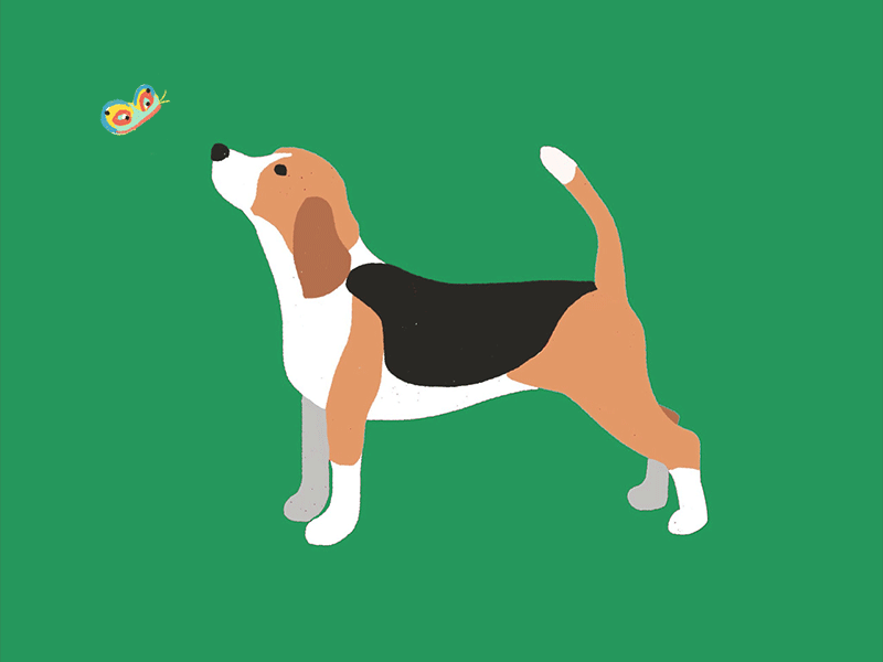 Beagle Gif animation beagle dog dogs flat gif illustration motion simple