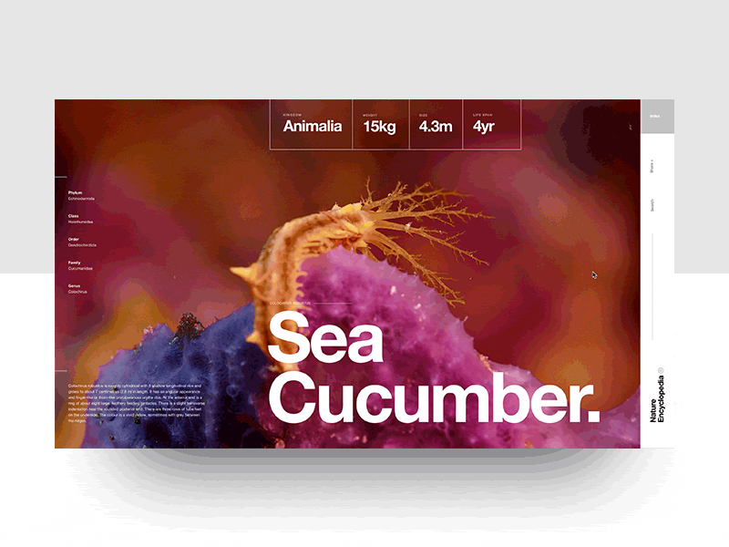 Nature Encyclopedia - WIP - Sea Cucumber