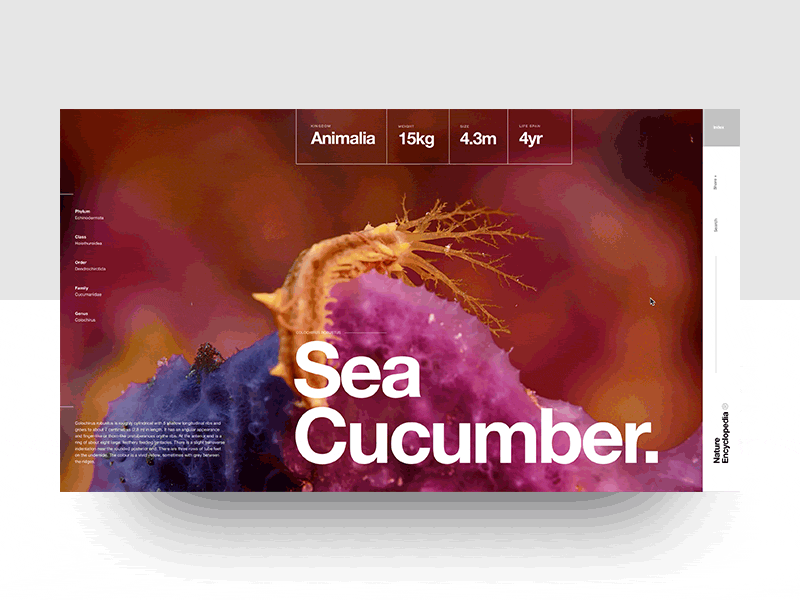 Nature Encyclopedia - WIP - Sea Cucumber clean composition graphic design helvetica landing layout minimal nature swiss typography video