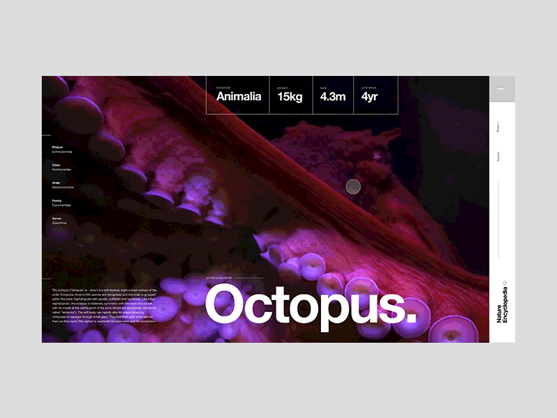 Nature Encyclopedia - WIP - Octopus clean composition graphic design helvetica landing layout minimal nature octopus swiss typography video