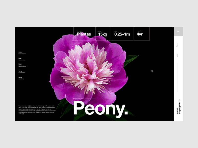 Nature Encyclopedia - WIP - Peony clean composition graphic design helvetica landing layout minimal nature swiss typography video