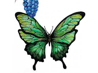 Butterfly byak-byak art botanical botanical illustration butterfly color design doodle graphic design green hand drawn hand drawn illustration illustration ink ink art logo micron sketch watercolor pencils