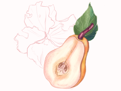 Peachy pear art botanical illustration digital art digital sketch flower food illustration food sketch fruit illustration fruits illustration pear photoshop sketch