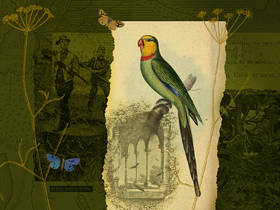 Biodiversity Bird Collage
