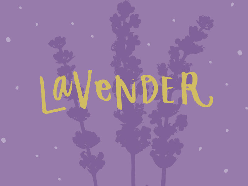 Lavender by Jessica Levitz on Dribbble