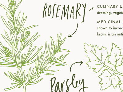 The Flat: Fresh Herbs basil design hand lettering herbs illustration parsley rosemary thyme