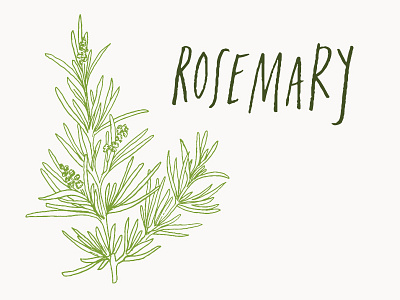 Rosemary basil design hand lettering herbs illustration parsley rosemary thyme