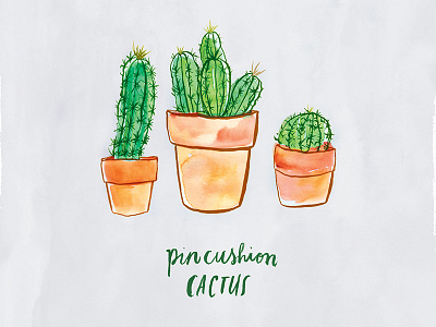 Pincushion Cactus cactus hand lettering illustration plant