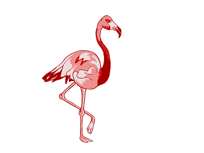 flamingo bird drawing flamingo illustration