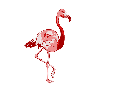 flamingo