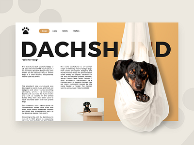 DAILY UI #15 - Dachsund ( pet infos page ) branding colors daily ui daily ui challenge design face french icon lettering logo process type typography ui ui design ux vector web website wiener dog