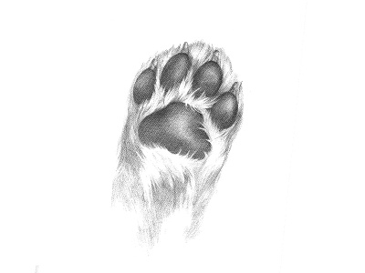 Paw illustration animal bitmap dog drawing fur handmade illustration leg paw pencil pets