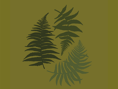 Dribbble Fern Print design fern ferns flat illustration minimal nature plants procreate vector woods