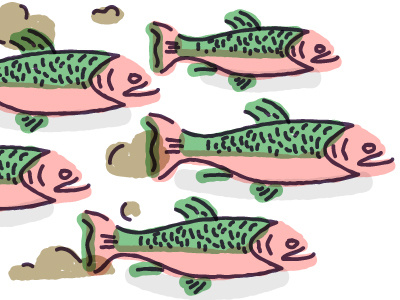 Salmon Farm editorial farm fish illustration salmon stampede