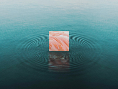 ANIMINIMAL / Flamingo animal art colors design flamingo graphic illustration lake minimal nature pink water