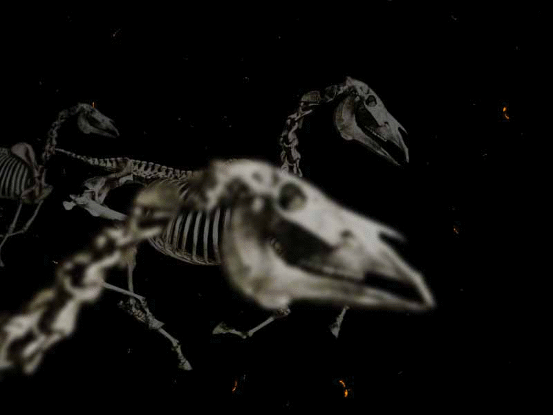 DEAD HORSES animation bones horse run