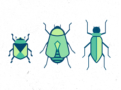 Beetles! beetle beetles bug bugs incects insect