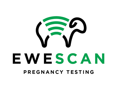 Ewescan ewe line work pregnancy scan sheep
