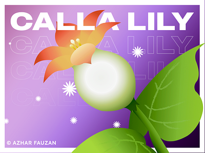 Calla Lily at Springvale. design illustration vector
