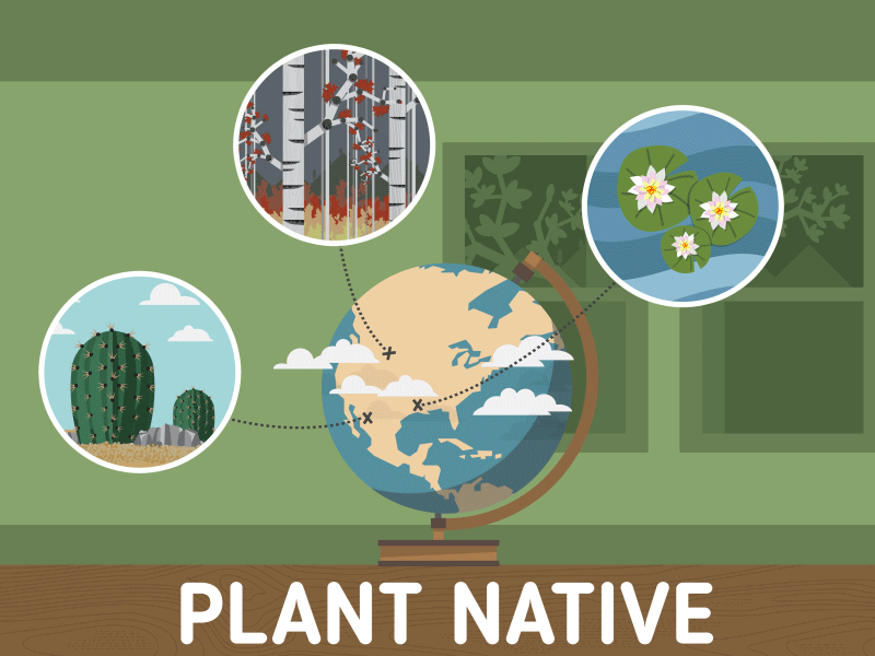 Plant Native (WIP) 2d after effects animation earth flat gif globe kentucky leaf plant soil tree