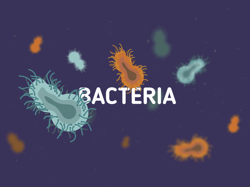 Bacteria Decomposition 2d after effects animation bacteria earth flat gif globe kentucky plant soil tree