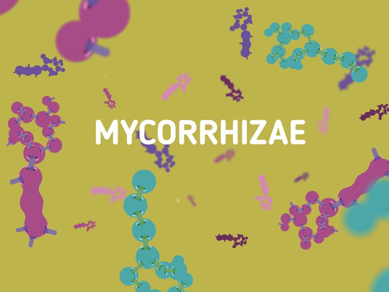 Mycor-Wha? 2d after effects animation bacteria flat gif kentucky motion graphics mycorrhizae plant soil tree