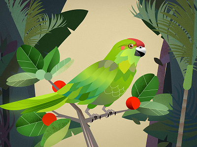 Green Parrot australia bird forest jungle parrot plant texture trees vector wildlife