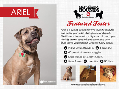Secondhand Hounds Feature Foster dog dogs featured foster hounds maker of rad secondhand woof