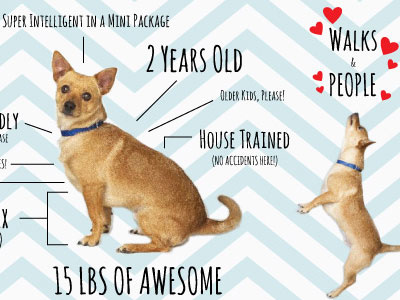 Meet Toby adopt dont shop available for adoption dog dogs featured foster foster infographic maker of rad rescue secondhand hounds toby woofa