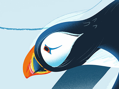 Atlantic Puffin sketch airbrush animal bird brush cartoon drawing illustration ngo non profit sketch texture zoo