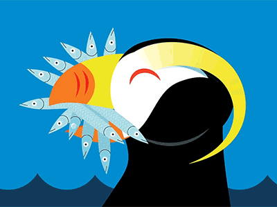 Tufted Puffin animation
