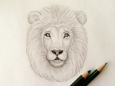 Lion animals firstshot lion pencil sketch sketching