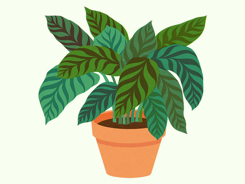 Pot Plant by Mitch Blunt on Dribbble