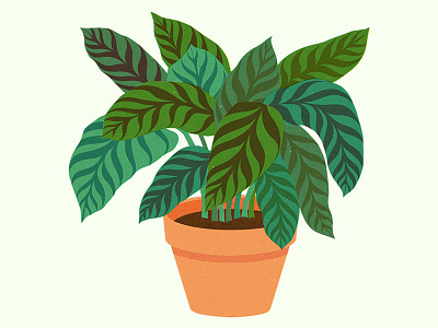 Pot Plant